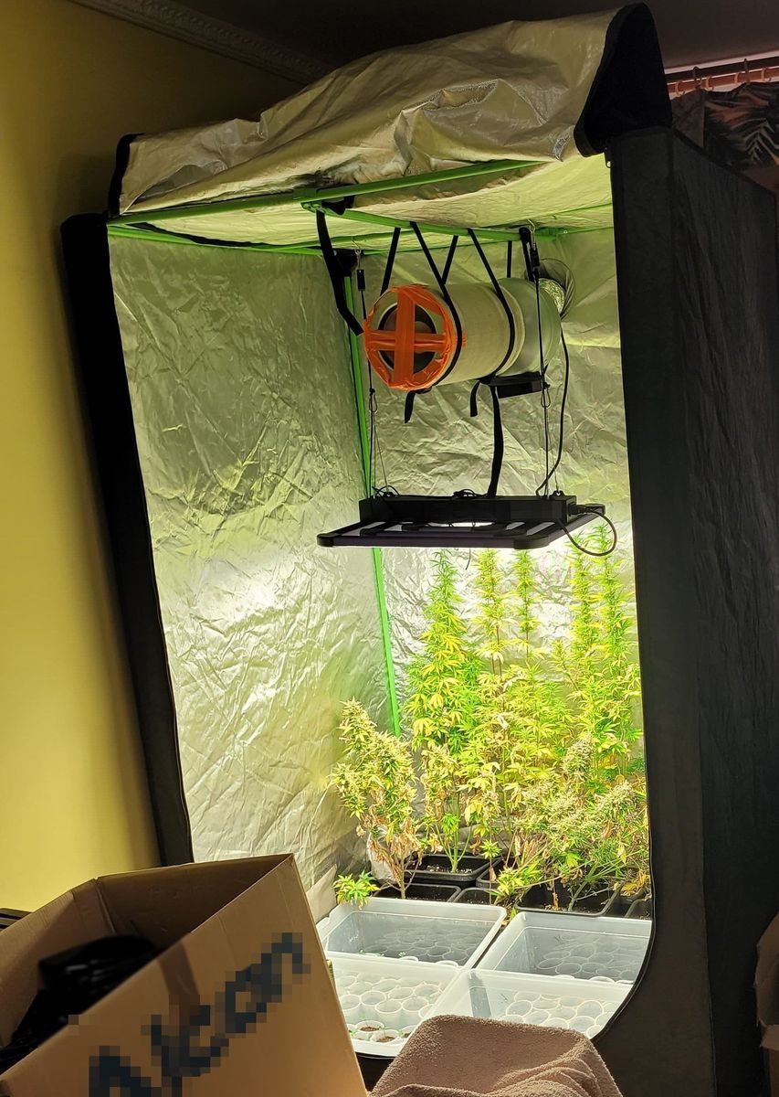 namiot z prowizoryczną instalacją i roślinami konopi