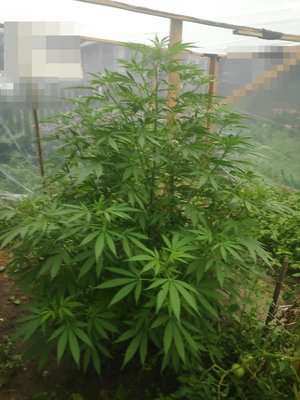 rosnąca zielona roślina konopi indyjskich