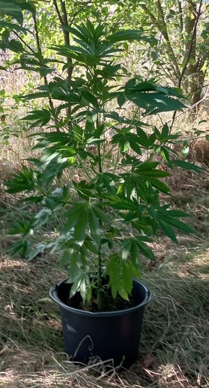 umieszczona w czarnym plastikowym wiadrze roślina konopi indyjskich, w tle trawa i krzaki