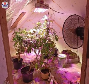 doniczki z roślinami konopi indyjskich, wentylator i lampa